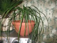 IMG_2236.webp