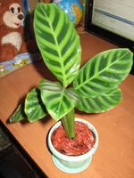 IMG_2243.webp