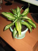 IMG_2244.webp