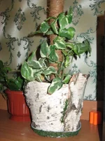 IMG_2251.webp