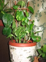 IMG_2252.webp