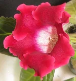  кр.webp