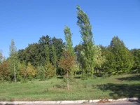  231.webp
