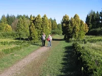  245.webp