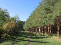  251.webp