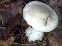 26092010958.jpg