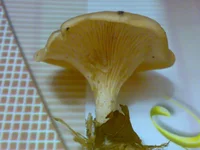 26092010972.webp