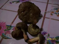 100_1411.webp