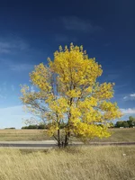small7.webp
