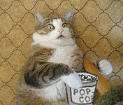 cat.gif
