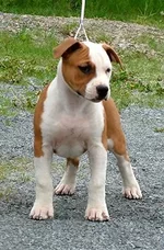 PuppyMaleFront.webp