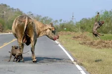 crazy_dogs_01.webp