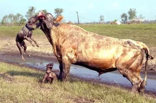 crazy_dogs_02.webp