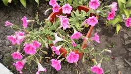 P7170222.webp