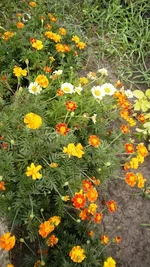 P7170242.webp
