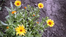 P7170255.webp