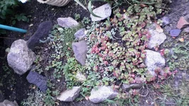 P7170224.webp