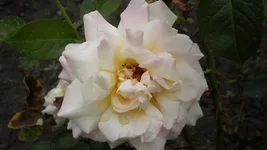 P7170262.webp