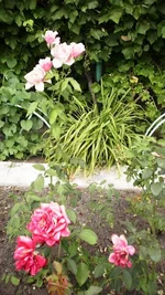 P7170245.webp