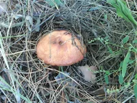 DSC00241.webp