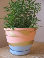 kaktus004.webp