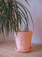 kaktus006.webp