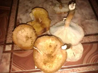 IMAG0154.webp