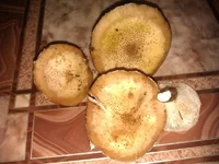IMAG0152.webp