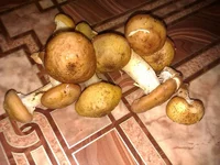 IMAG0153.webp
