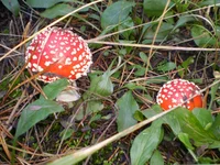 P9250335.webp