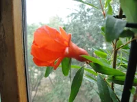  граната.webp