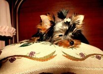 IMG_2873a.jpg