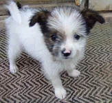 Dog 2 .webp