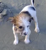 Dog 6 .webp