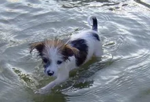 Dog 7 .webp