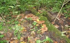 IMG_2055.webp
