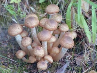 Armillaria_mellea_3.jpg