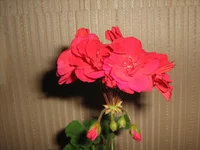 091.webp