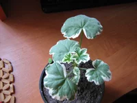  112.webp