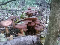 -0090.webp