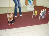 DSC03773.webp