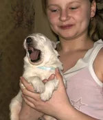 12 дней разбудили.webp