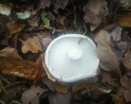 -0051.webp