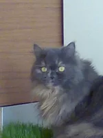 005.webp