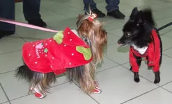 DSCF5449.webp