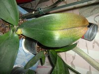 IMG_2997.jpg