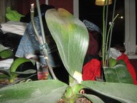 IMG_2999.jpg