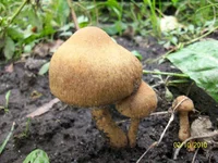 100_1439.webp