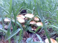 001.webp