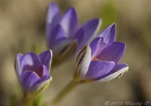 IMGP9444У.webp